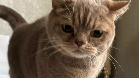 Кошка с анемией