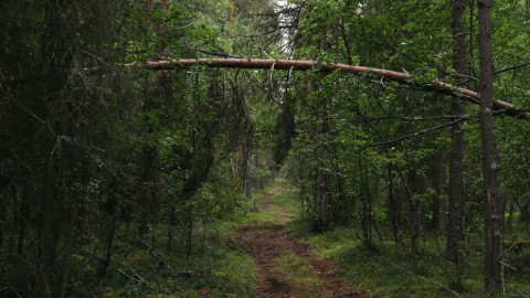 Темный лес