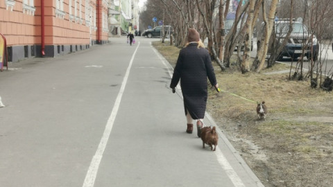 выгул собаки