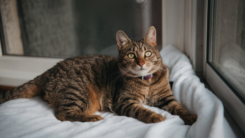 Кошка Корица
