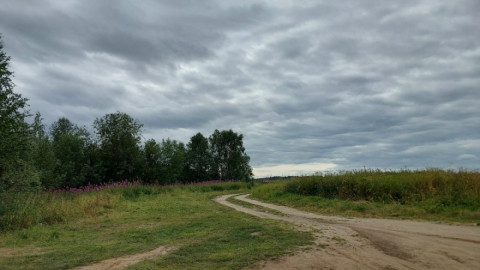 Картофель в поле