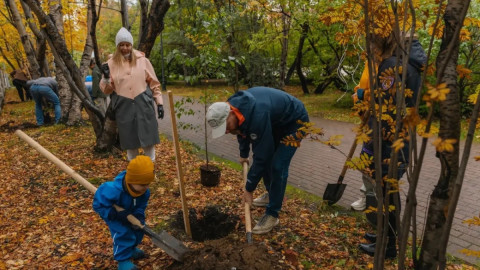 посадка деревьев