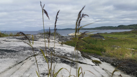 тундра