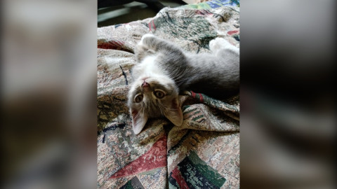 котенок