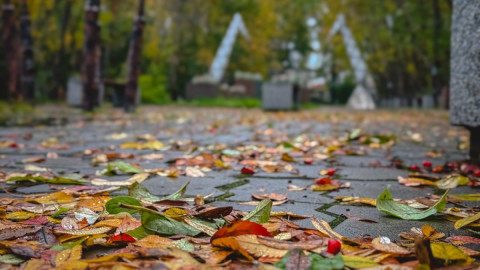красивые листья на земле
