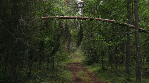 наклонившееся дерево в лесу