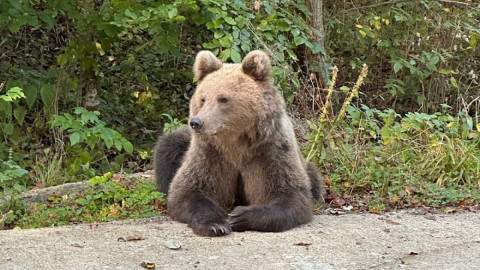 медведь лежит возле дороги