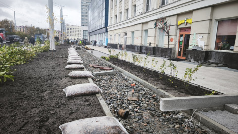 Саженцы у пешеходной зоны