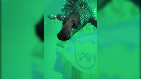 тюлень филя