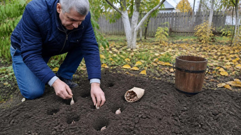 Посадка озимого чеснока с гвоздикой в лунку осенью