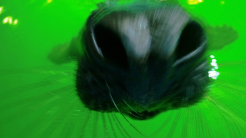 Нос тюленя