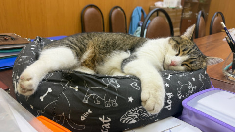 Кошка Плюша