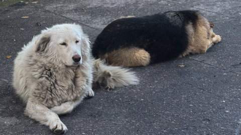 Две собаки
