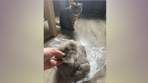 кошка полосатая на полу
