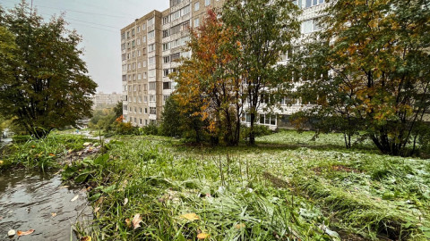 первый снег на траве