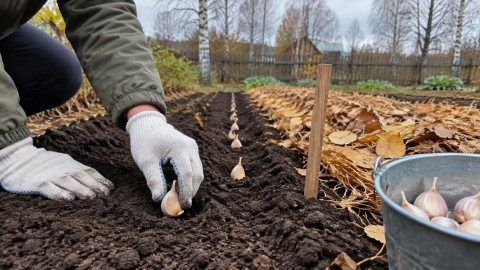 Посадка озимого чеснока в подготовленную грядку в конце октября