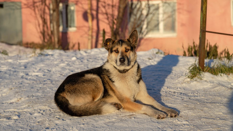 Бездомный пес