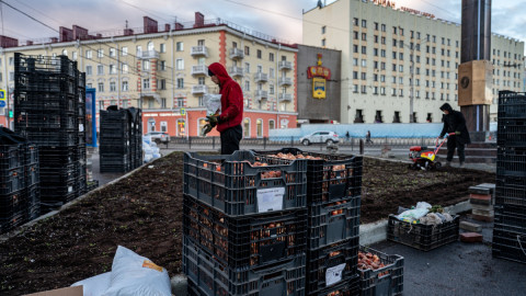 высадка цветов
